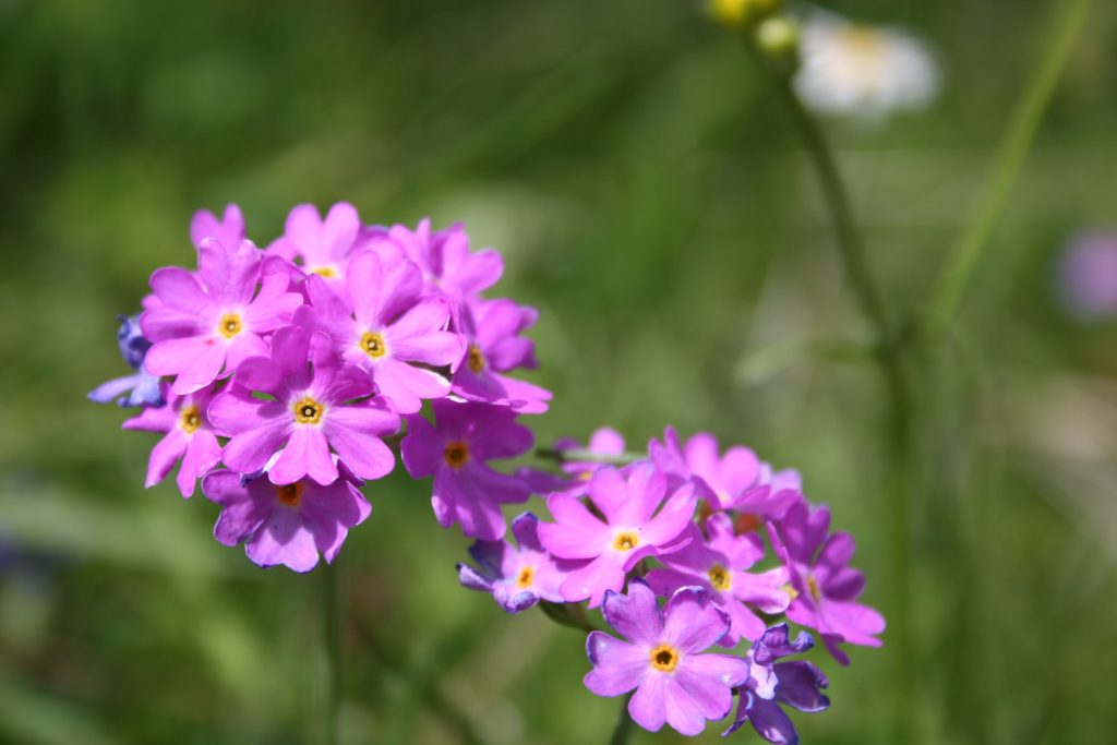 Cours du soir de botanique Sallanches