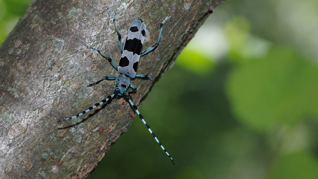 Stage d'initiation à l'entomologie Sallanches