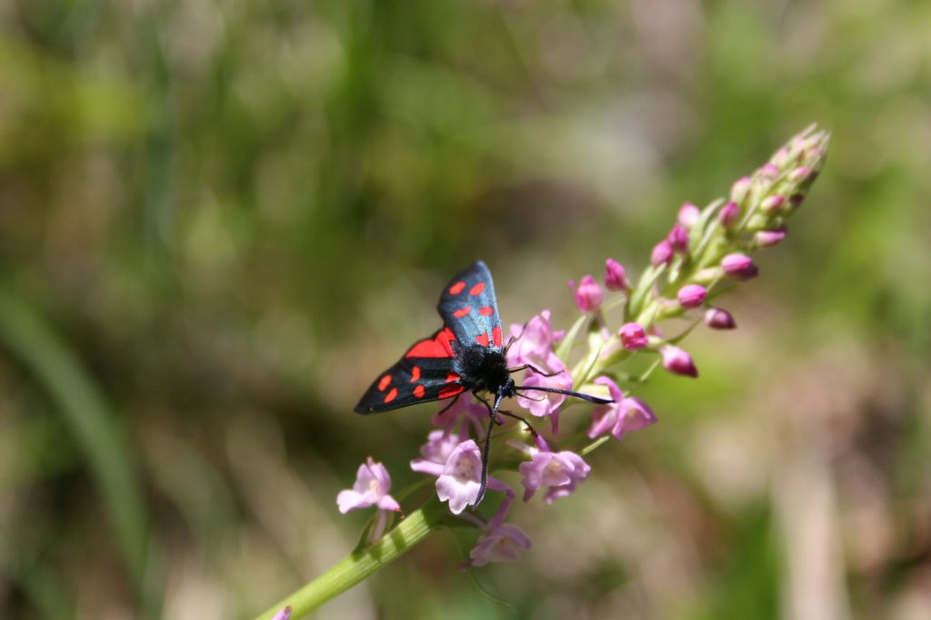 Stage de perfectionnement en entomologie Sallanches
