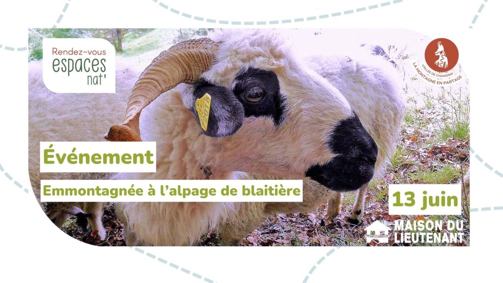 Emmontagnée à l&rsquo;Alpage de Blaitière
