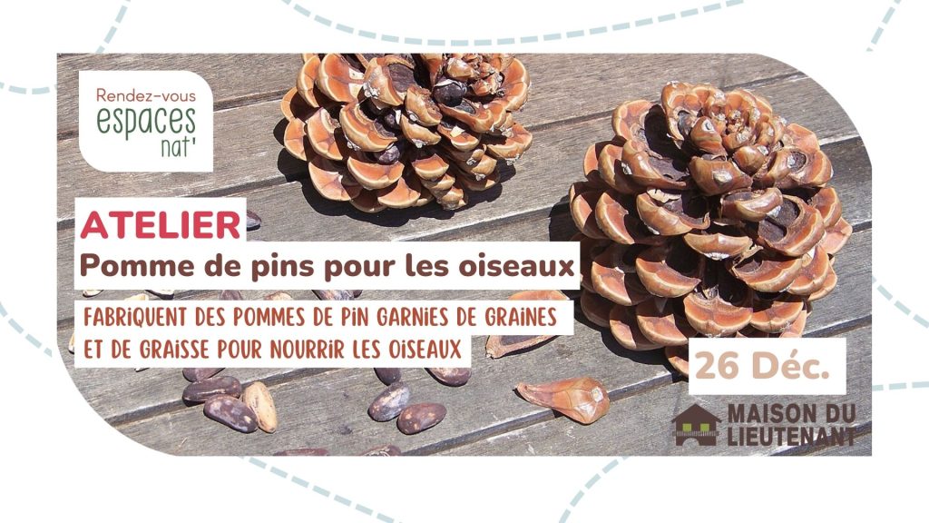 Atelier : Pomme de pins pour les oiseaux