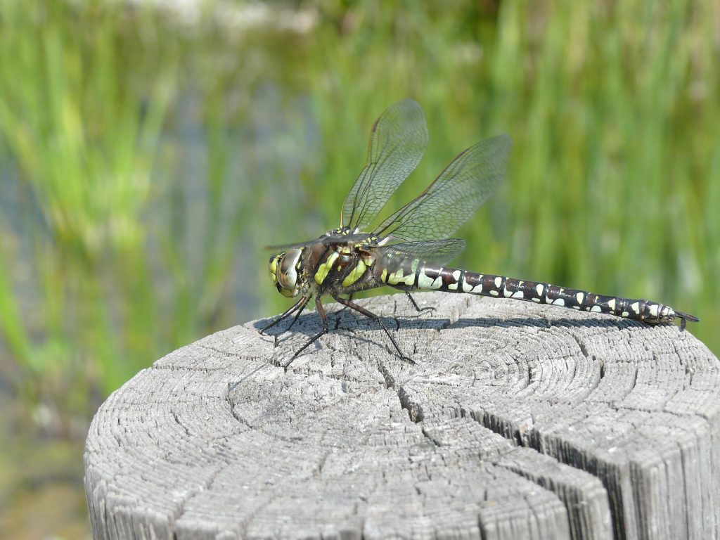Plan d'eau biotope : plongée dans un écosystème exceptionnel Combloux