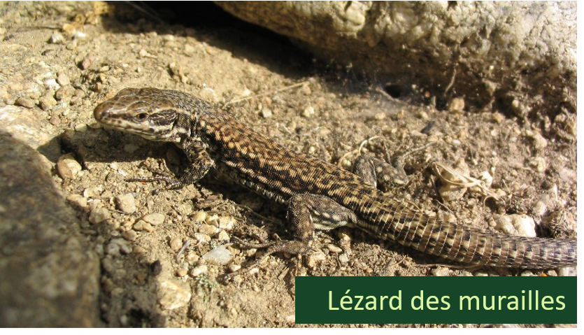 Opération Sang Froid : mission reptiles à Combloux ! Combloux