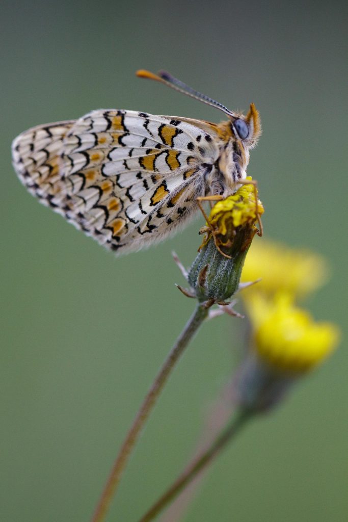 A la rencontre des papillons Combloux