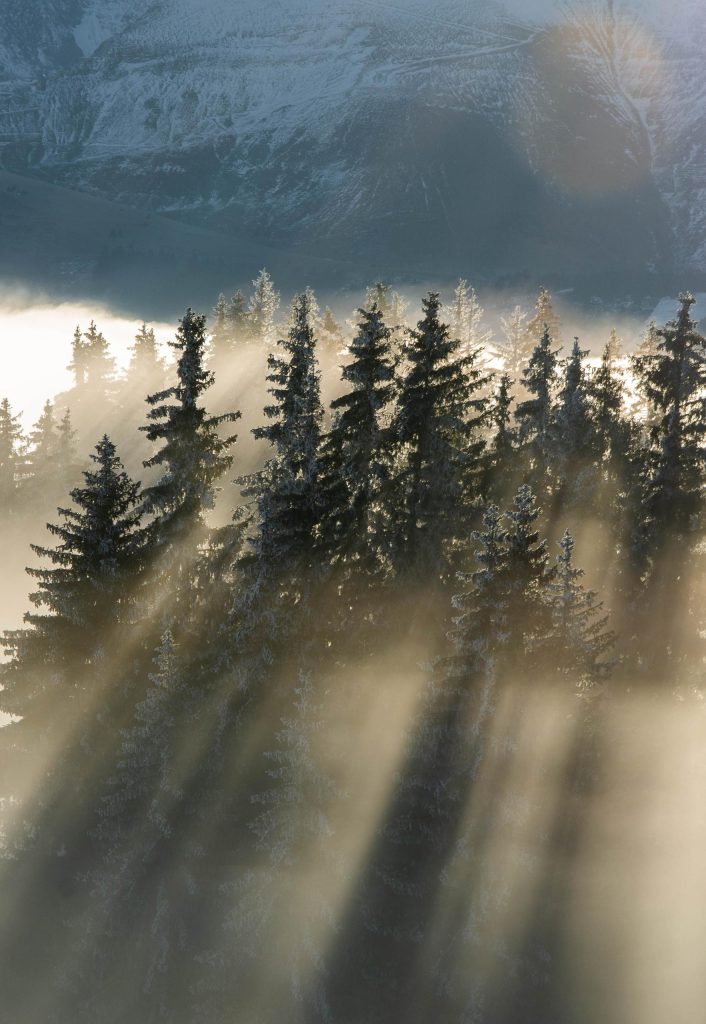La forêt des signes Combloux