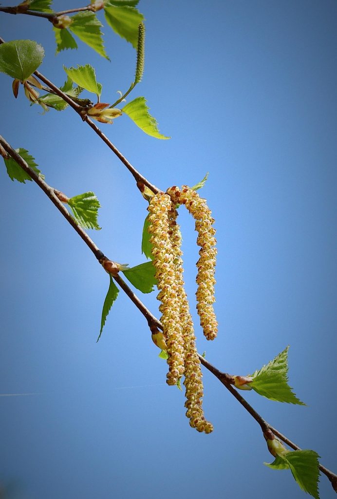 Arbres, fleurs et compagnie Les Contamines Montjoie