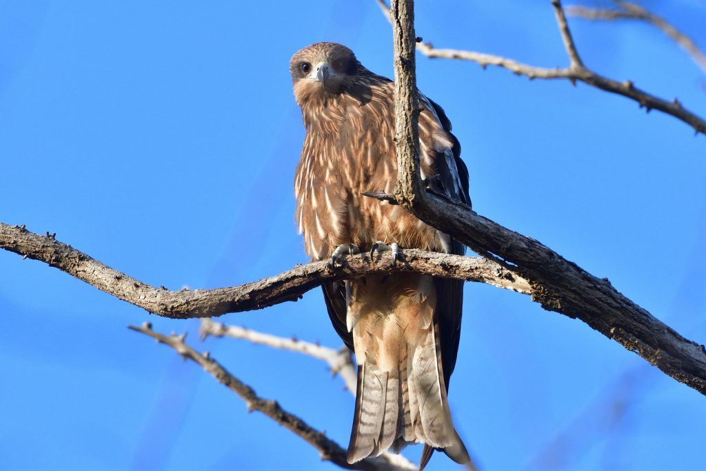 Rapaces, rois des airs
