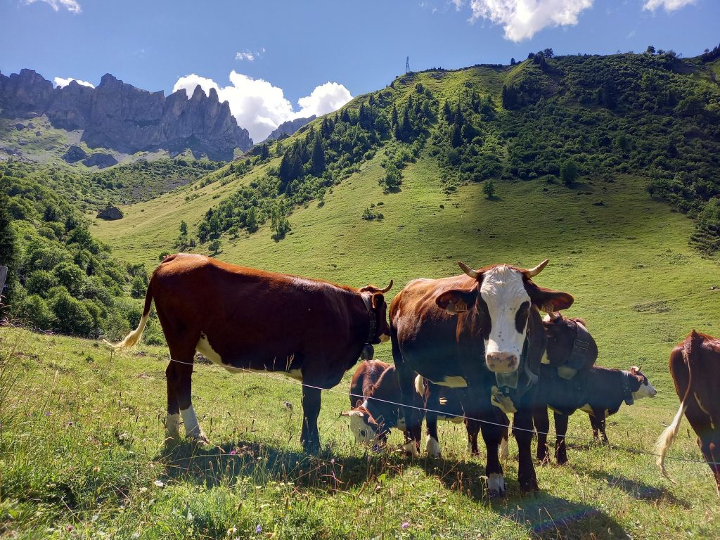 Le réveil des alpages Saint Gervais les Bains