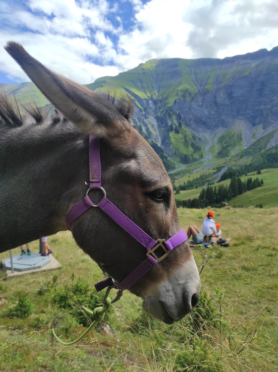 Rando âne et chercheurs d'or sortie accompagnée pour les enfants Cordon