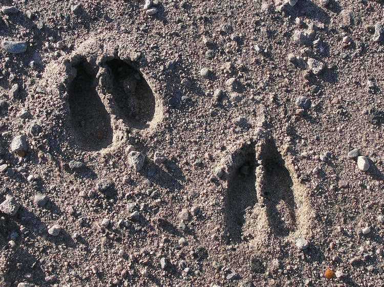 Traces et empreintes sortie accompagnée pour les enfants Cordon