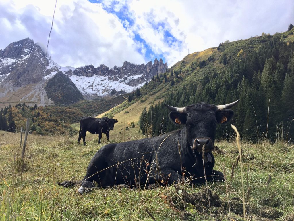 Pastoralisme et réserve naturelle Les Contamines Montjoie