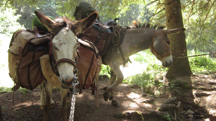 Rando Anes et bivouac sortie accompagnée pour les enfants Cordon