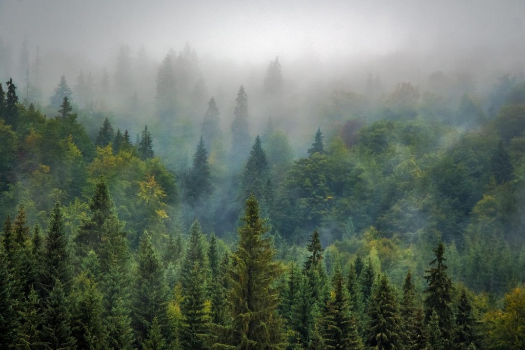 Dans ma forêt il y a... Les Contamines Montjoie