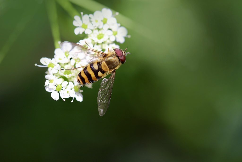 Des pollinisateurs au sommet Sallanches