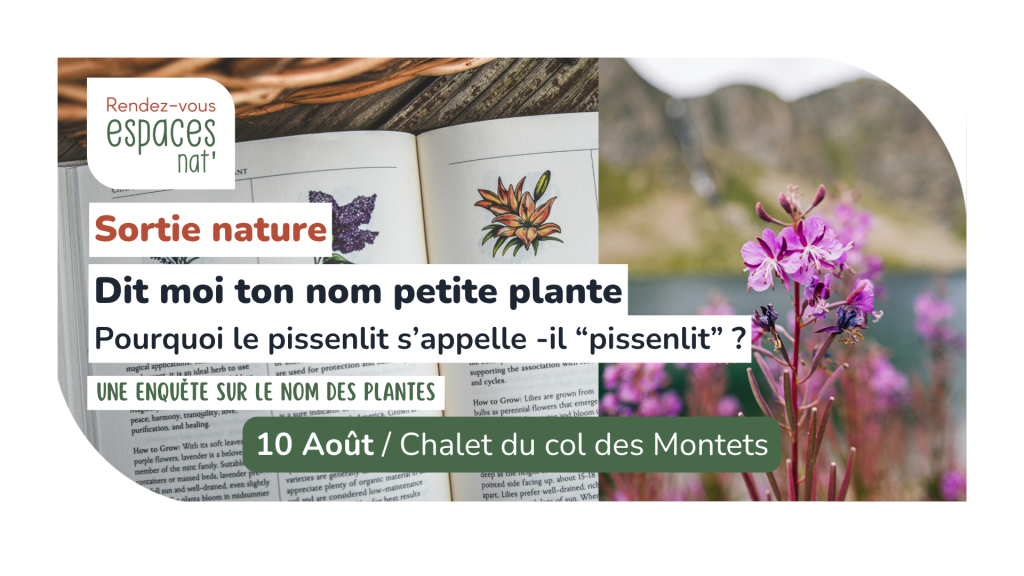 Sortie nature Dit moi ton nom petite plante Vallorcine