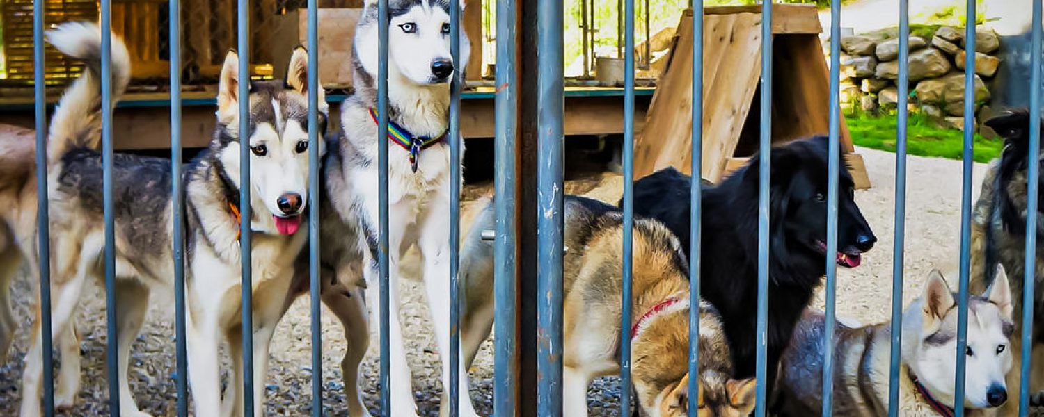 Les Granges Heidi Visite Chenil