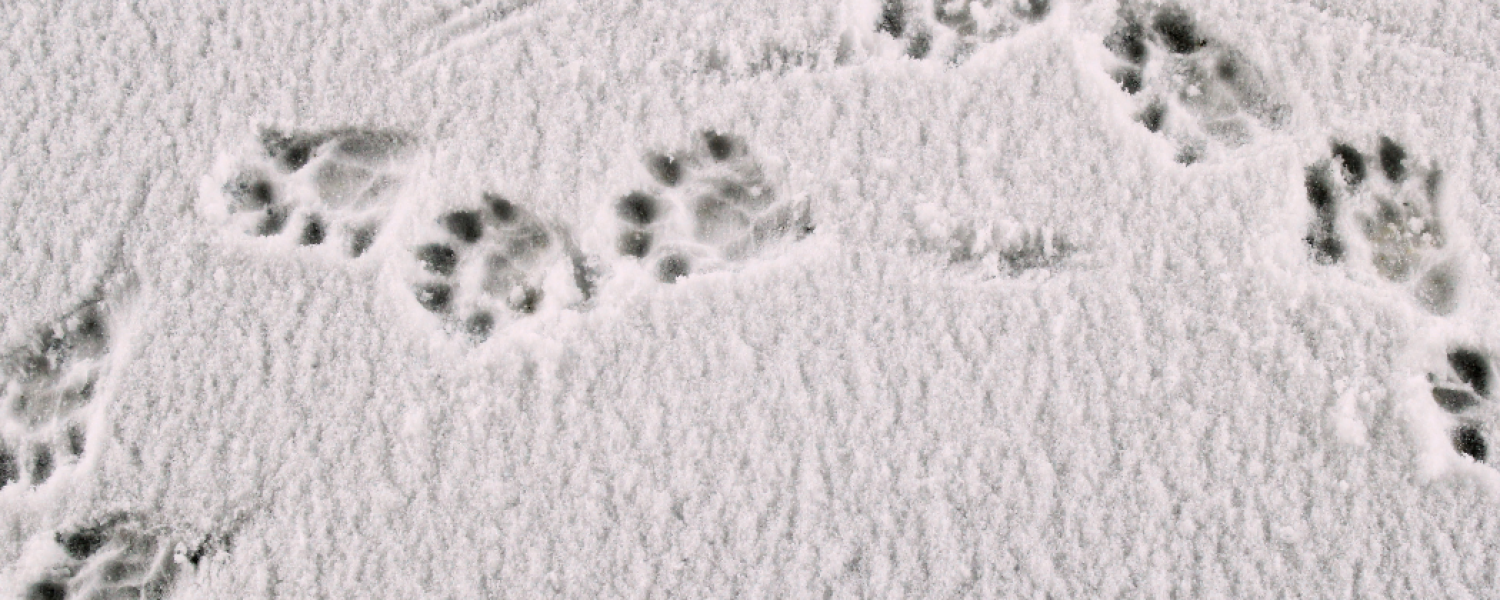 Sur les traces du Dahu balade collective à raquette Cordon