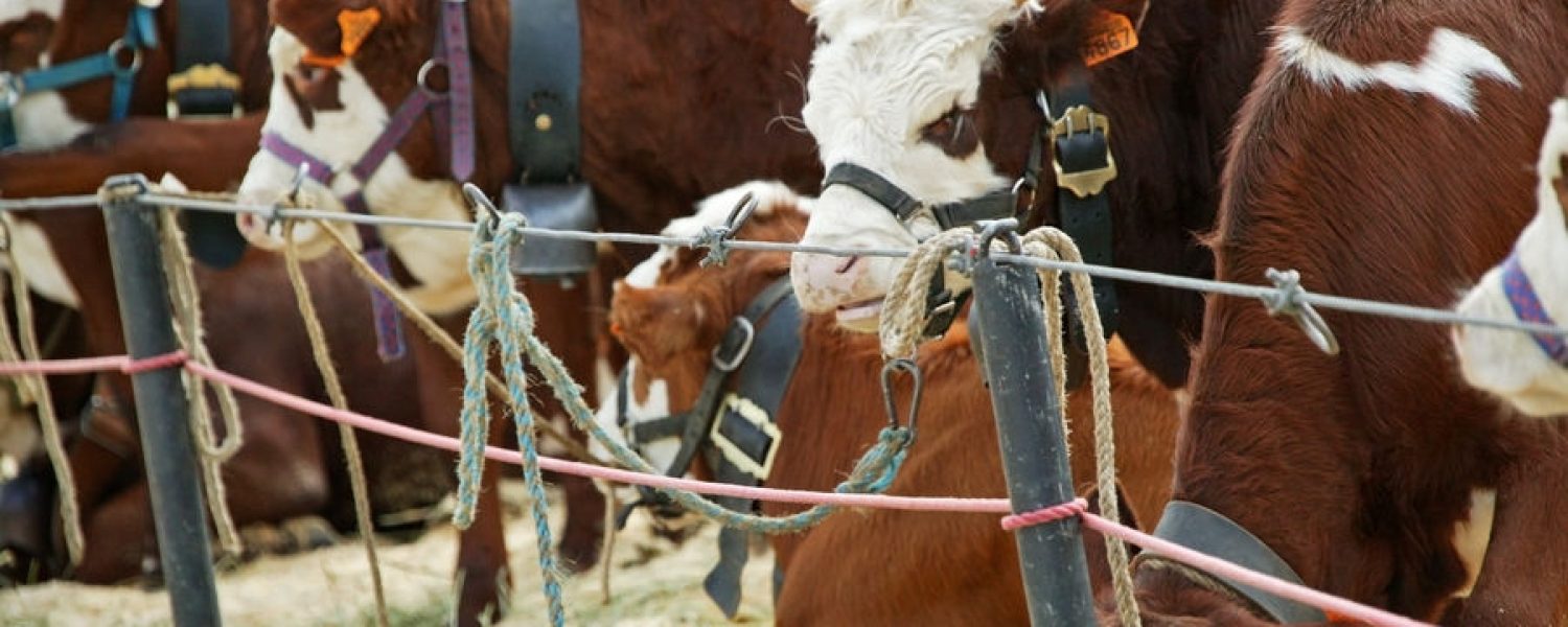 Concours agricole Race Abondance Megève