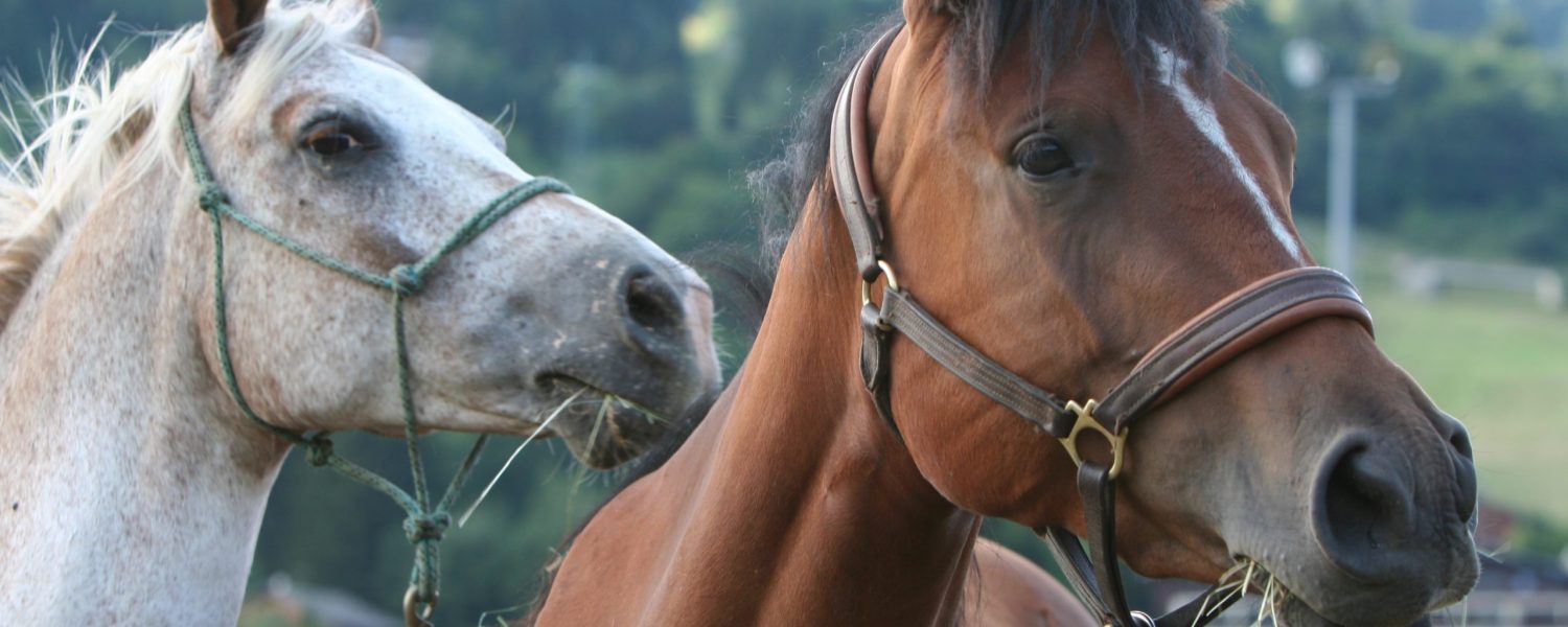 Cheval de feug