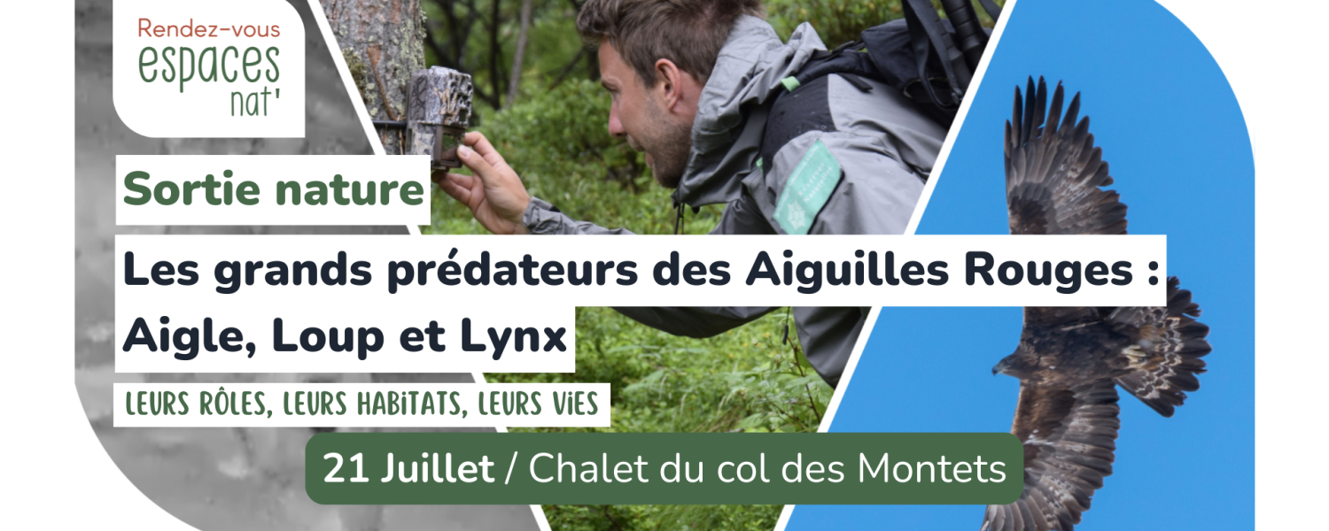 Sortie nature Les grands prédateurs des Aiguilles Rouges : Aigle, Loup et Lynx Vallorcine
