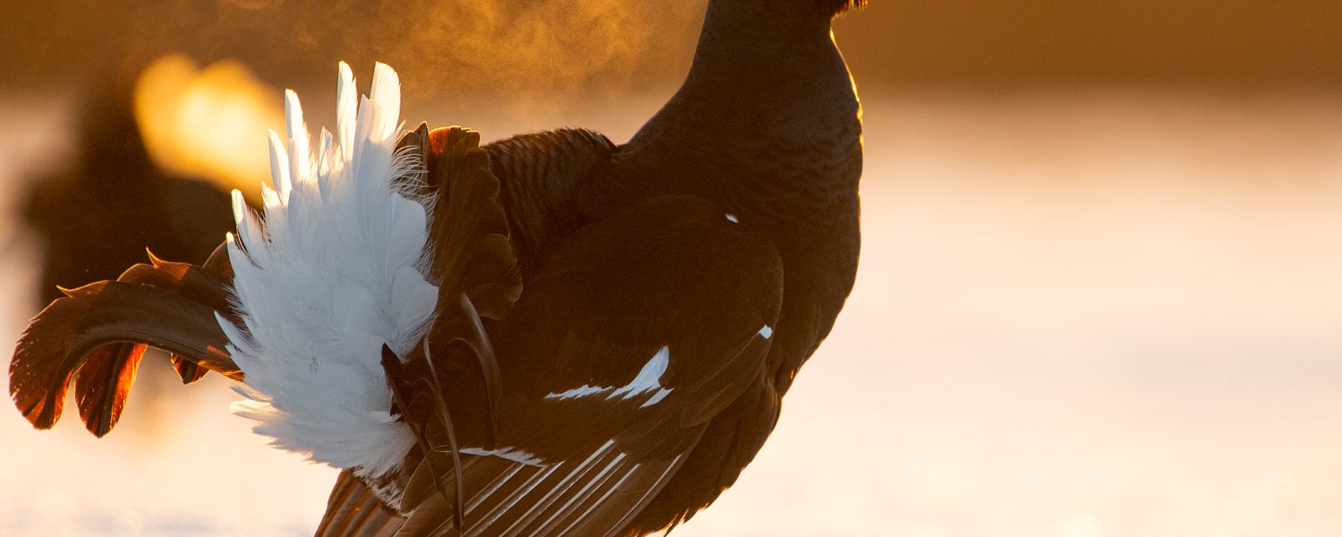Une montagne à partager Passy