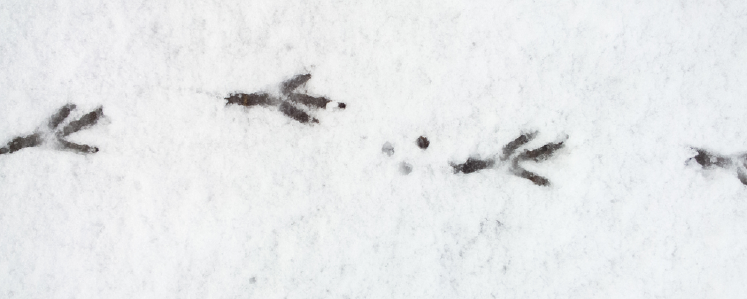 Sur les traces du Dahu balade collective à raquette Cordon