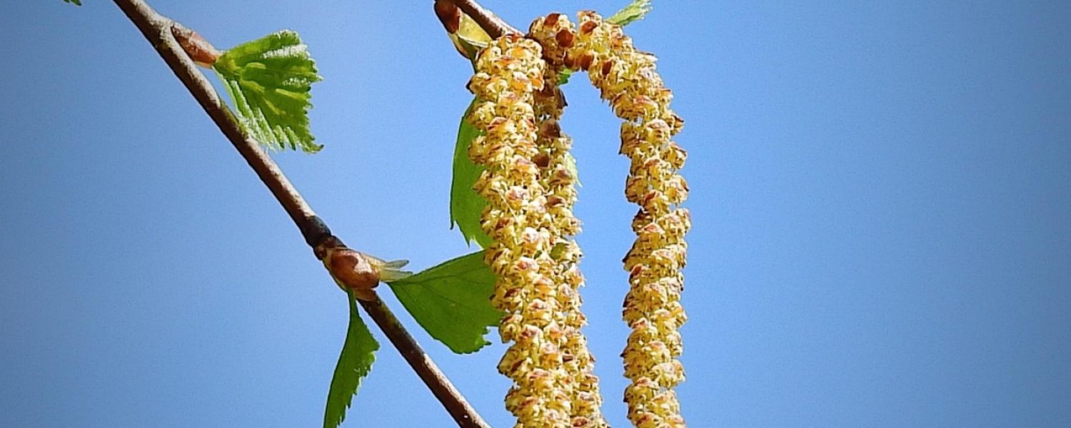 Arbres, fleurs et compagnie Les Contamines Montjoie