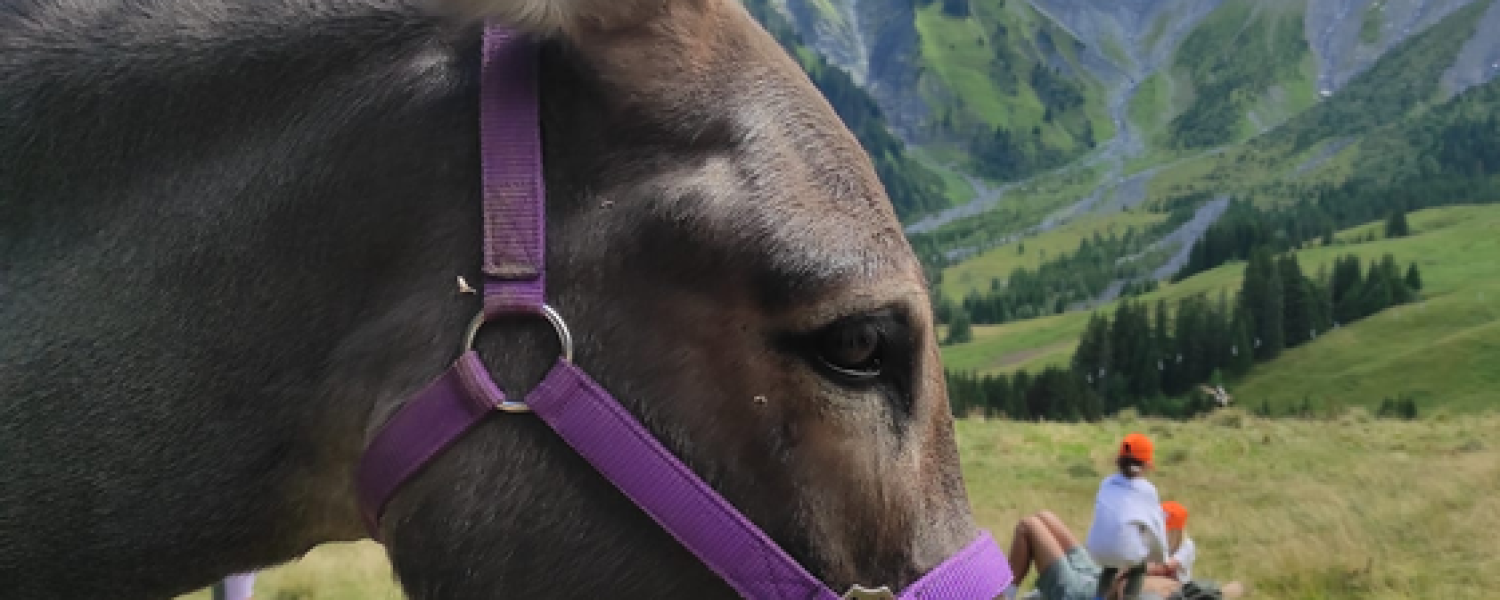 Rando âne et chercheurs d'or sortie accompagnée pour les enfants Cordon