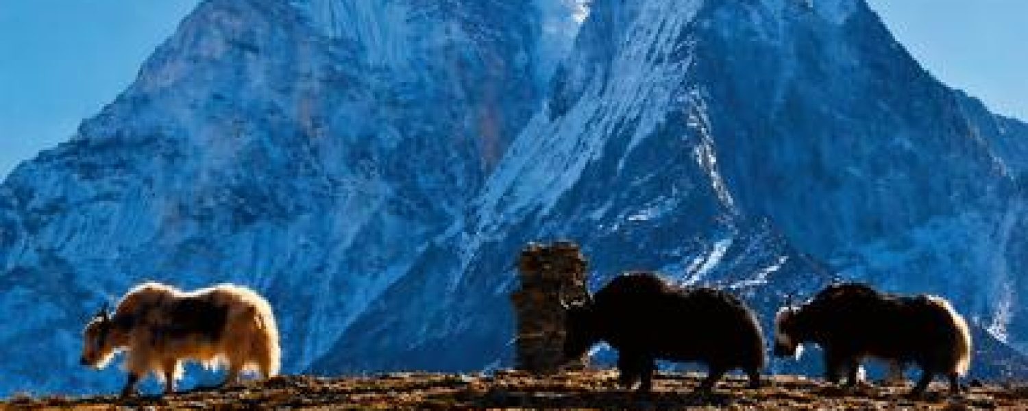 Projection La Montagne a une Mémoire Les Houches