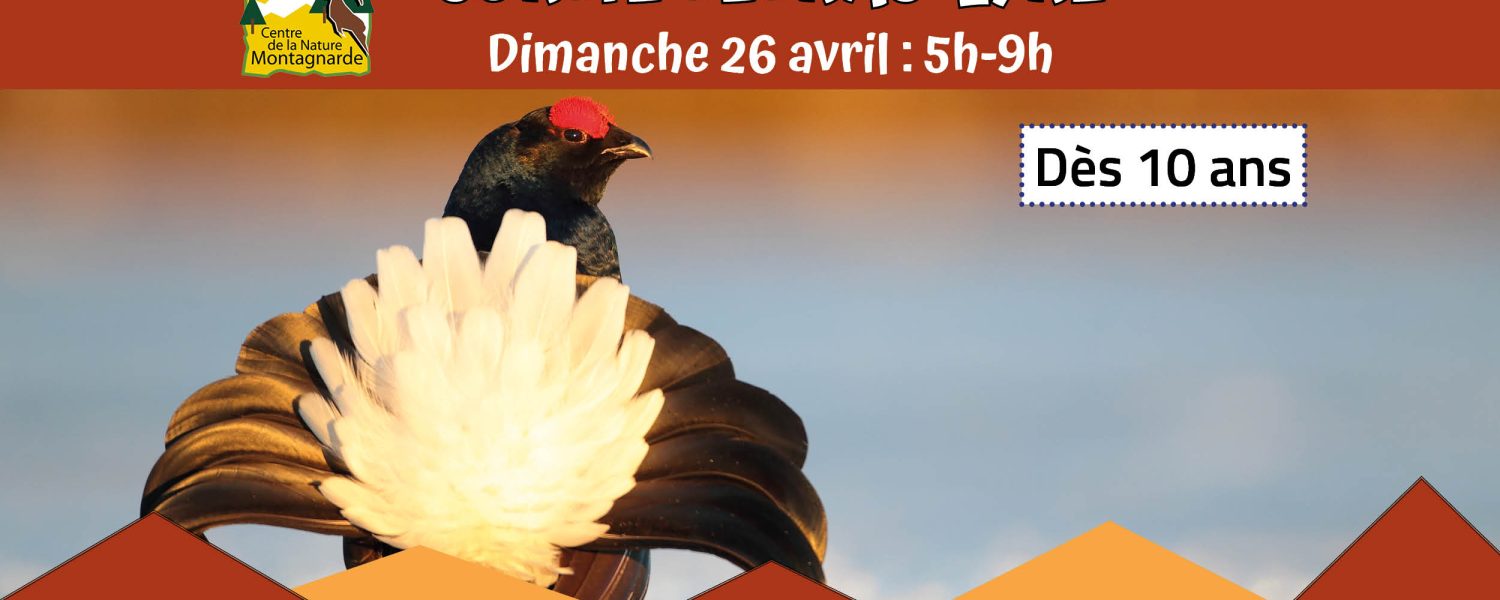 Sortie découverte du Tétras Lyre Sallanches