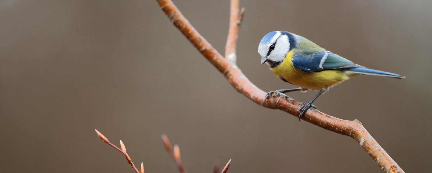 Stage d'ornithologie