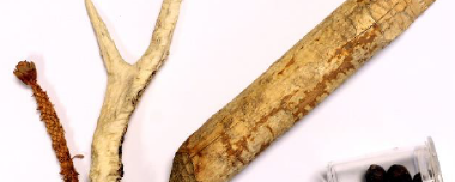 Pattes et crottes : sur la piste des animaux ! Combloux