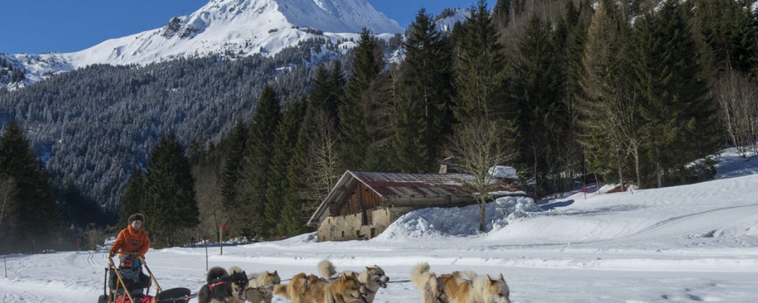 Visite du parc du chien polaire