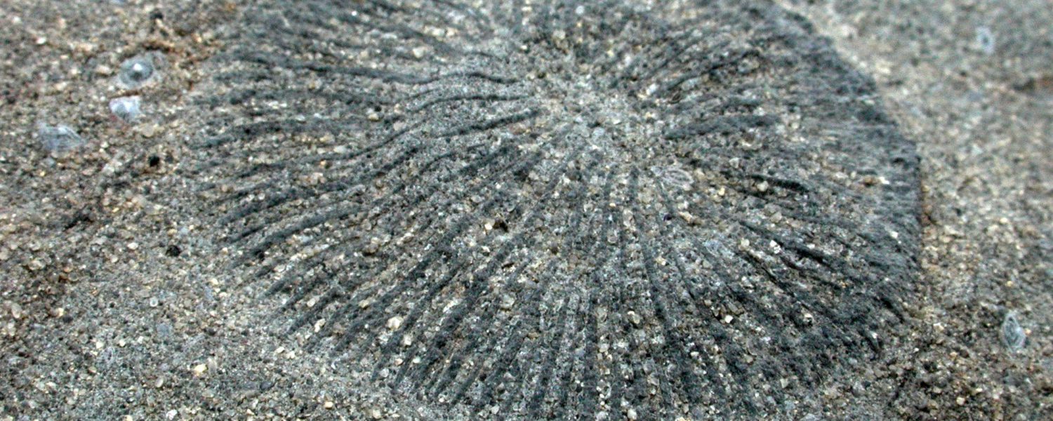 Atelier : découverte des roches Sallanches