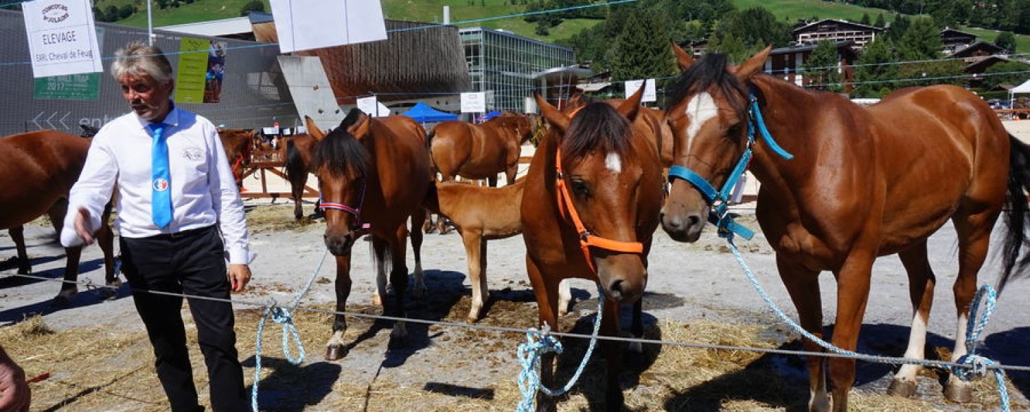 concours aux poulains17