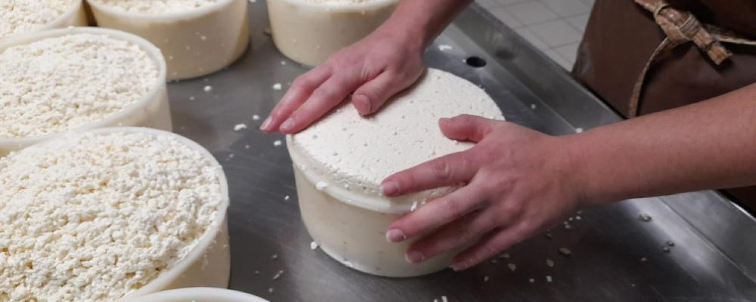 Visite à la ferme, traite des vaches et fabrication du fromage Cordon