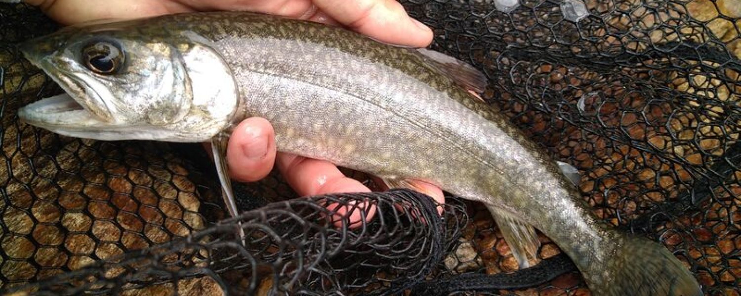 Guidage de pêche en lac de montagne