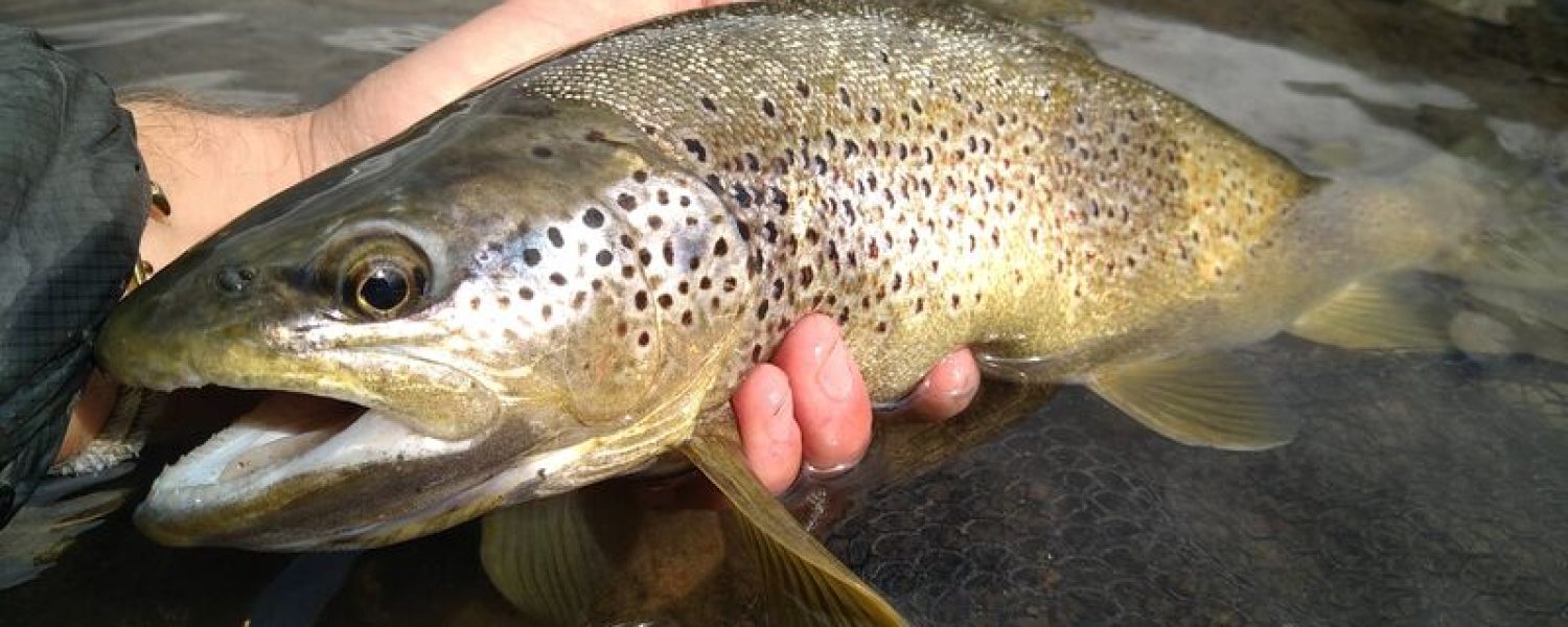 Guidage de pêche en lac de montagne