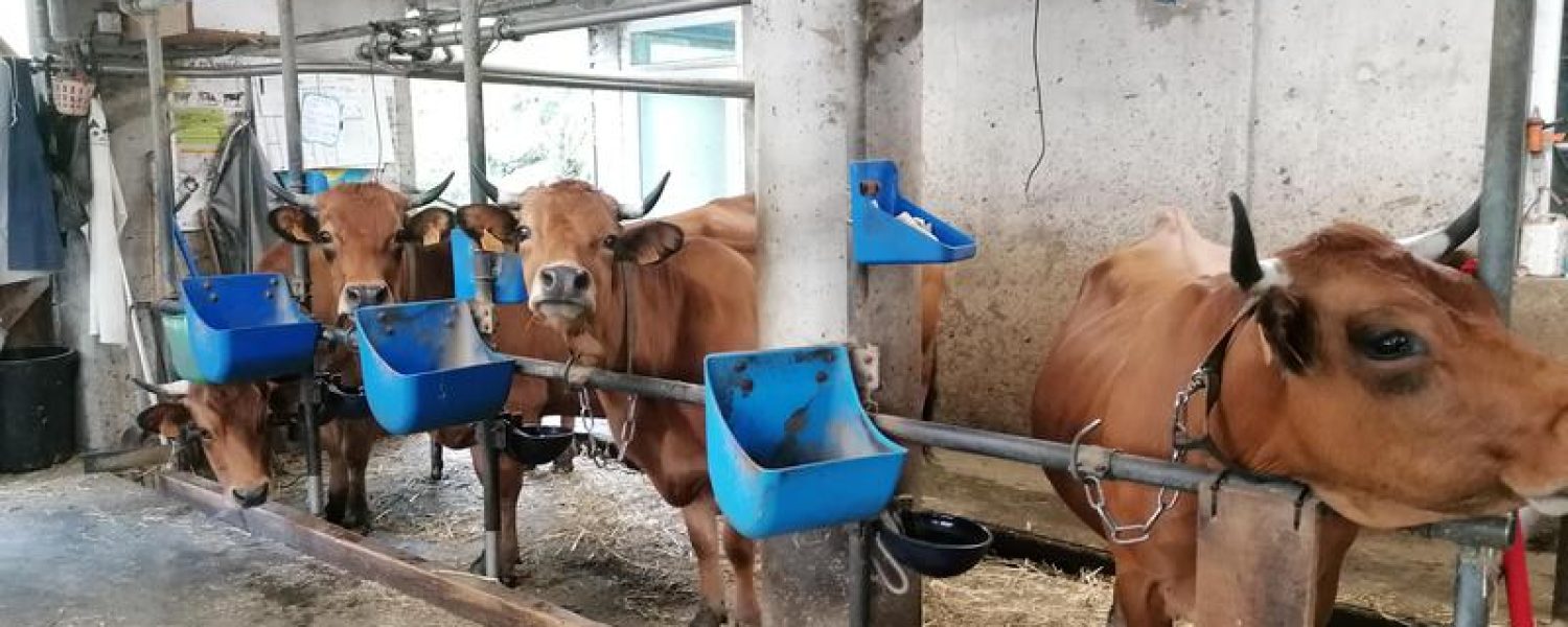 Vaches dans la ferme