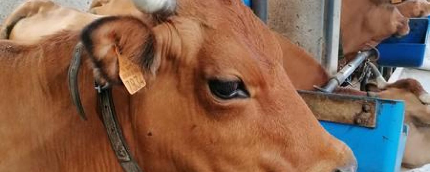 Vache de l'Abérieux
