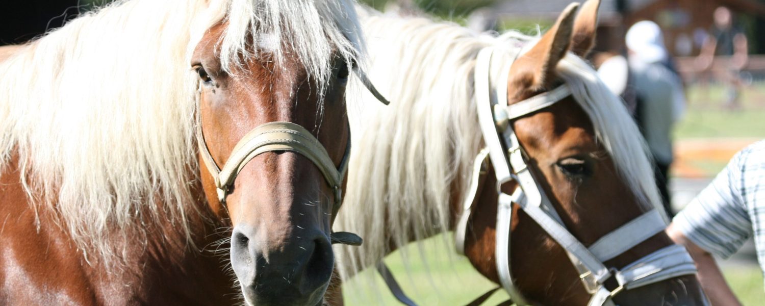 chevaux