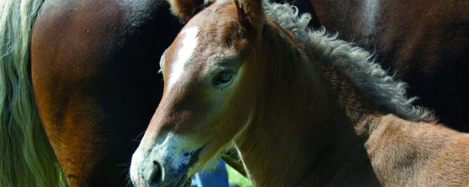 Concours aux Poulains Megève
