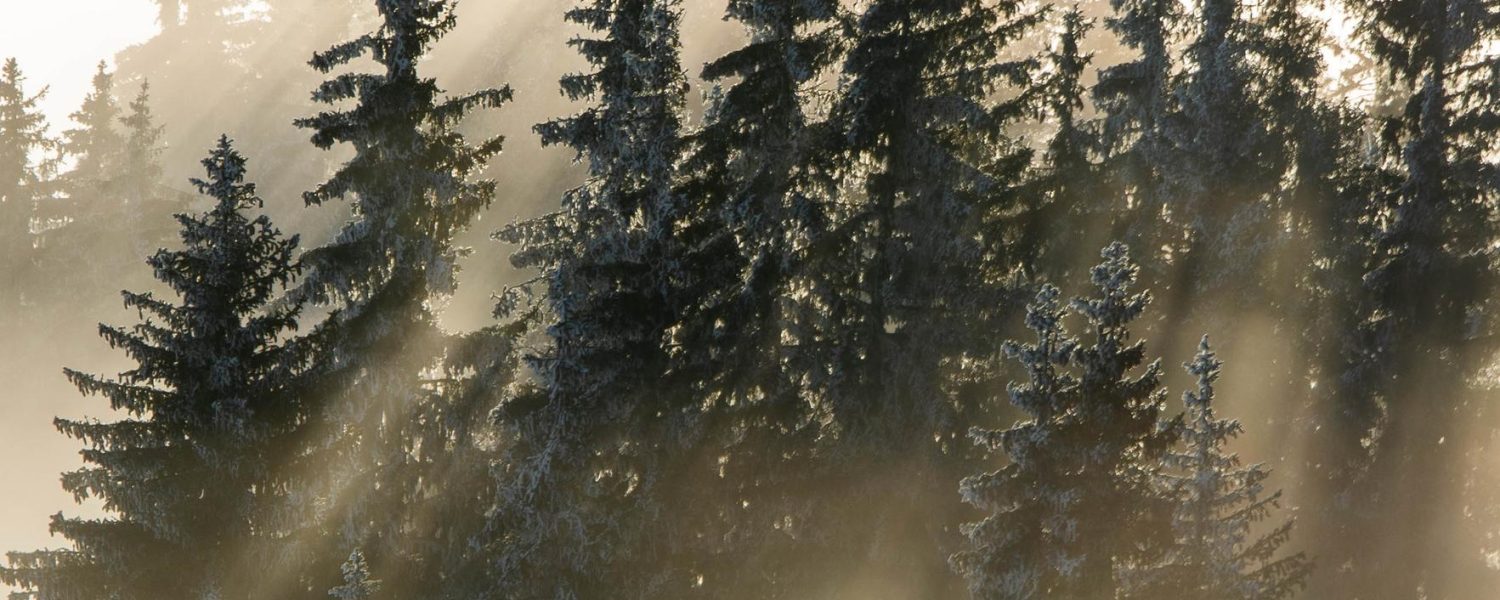 La forêt des signes Combloux
