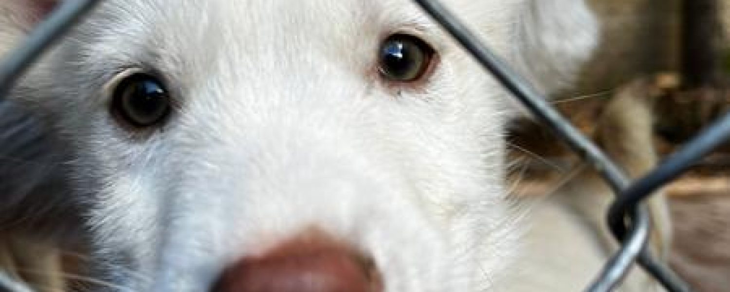 Chiot au chenil des Granges de Heidi