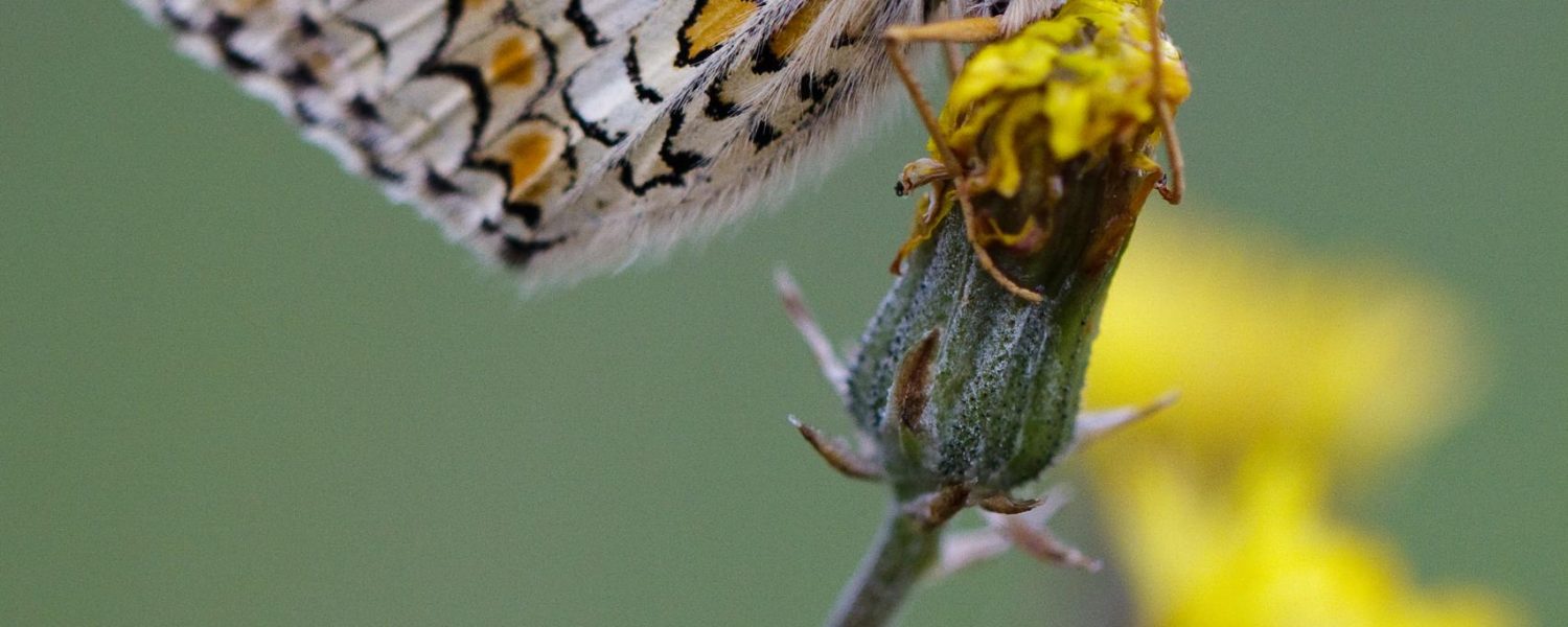 A la rencontre des papillons Combloux