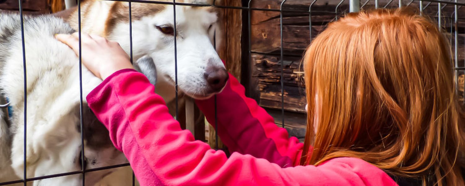Les Granges Heidi Visite Chenil Instant Calin