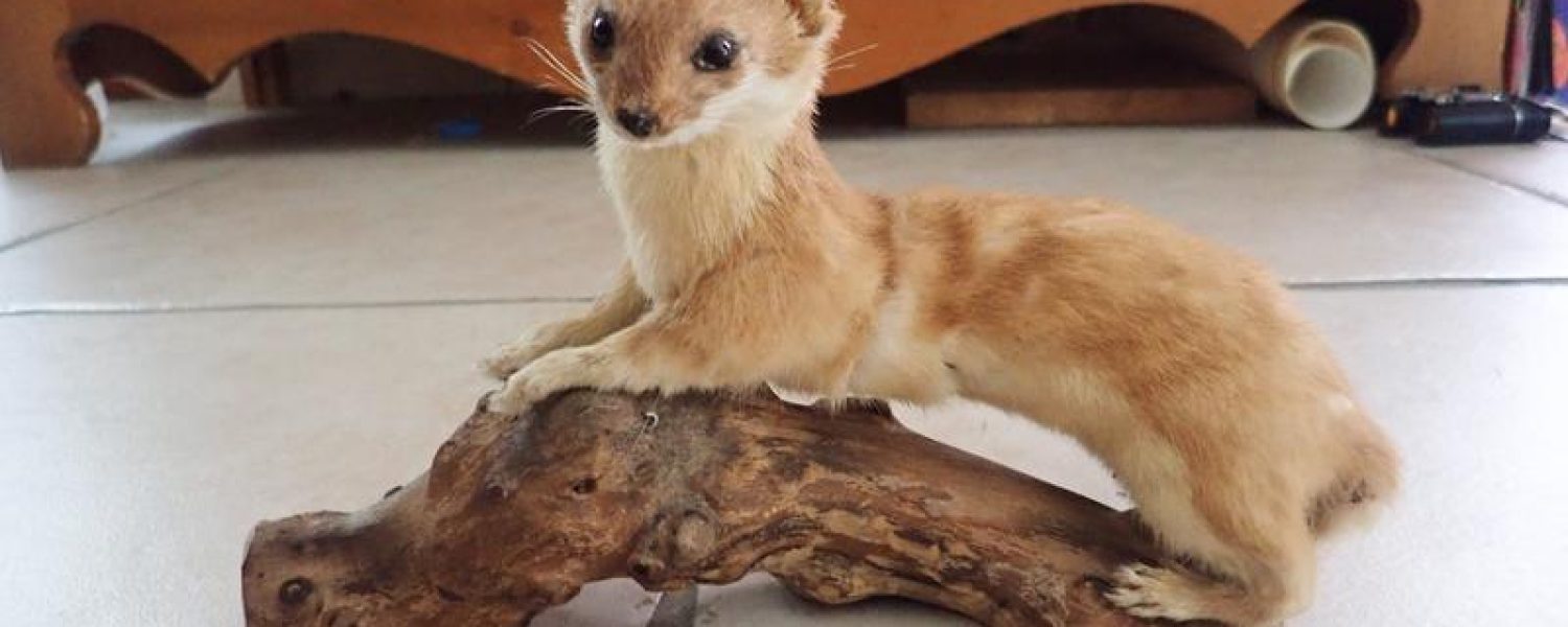 Milieu montagnard Sallanches