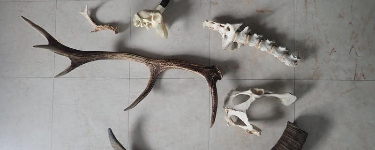 Milieu montagnard Sallanches