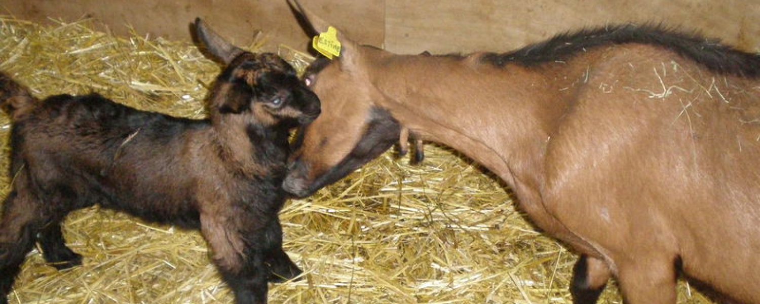 un petit chevreau et sa maman