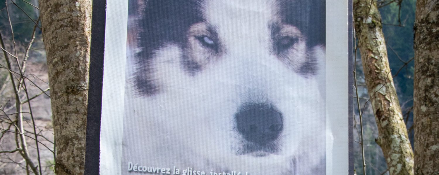 Visite du parc du chien polaire